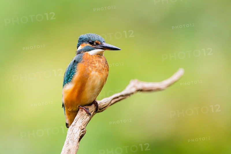 Common kingfisher (Alcedo atthis) sitting on an old wooden branch in late summer, wildife, Bavaria, Germany
