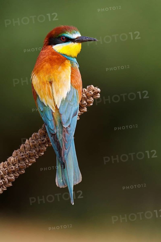 European Bee-eater (Merops apiaster), Castile, Spain