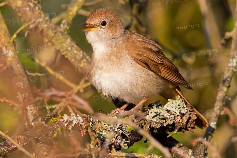 Nightingale, (Luscinia megarhynchos), animals, bird, songbird, family of passerines, classification as thrush and flycatcher, Nahe valley, Bad Kreuznach district, Rhineland-Palatinate, Federal Republic of Germany