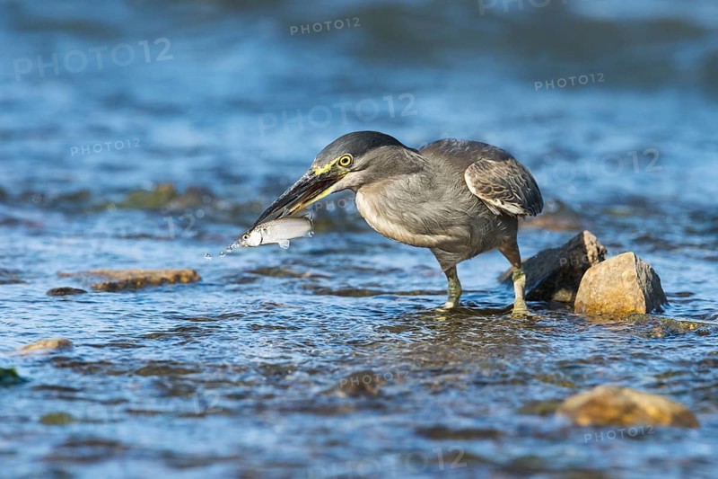 Striated Heron (Butorides striata) with fish prey in beak, Eilat, Israel