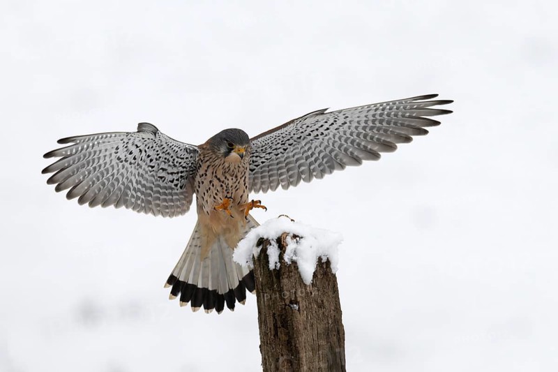 Kestrel (Falco tinnunculus) in the snow, Bitburg, Rhineland-Palatinate, Germany