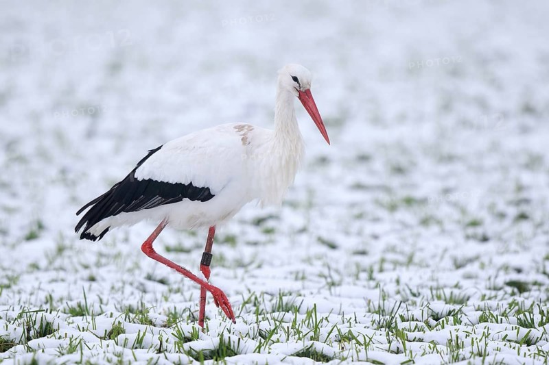 White Stork (Ciconia ciconia) foraging in snow, North Rhine-Westphalia, Germany