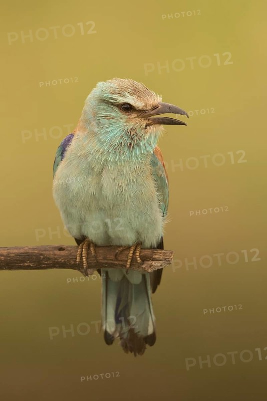 European Roller (Coracias garrulus) female perched on a branch, Serbia