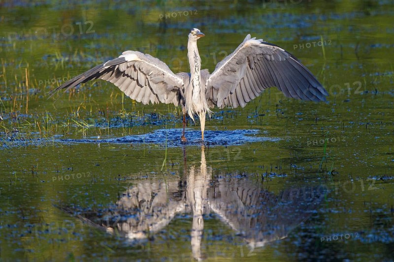 Grey Heron (Ardea cinerea) foraging, North Rhine-Westphalia, Germany