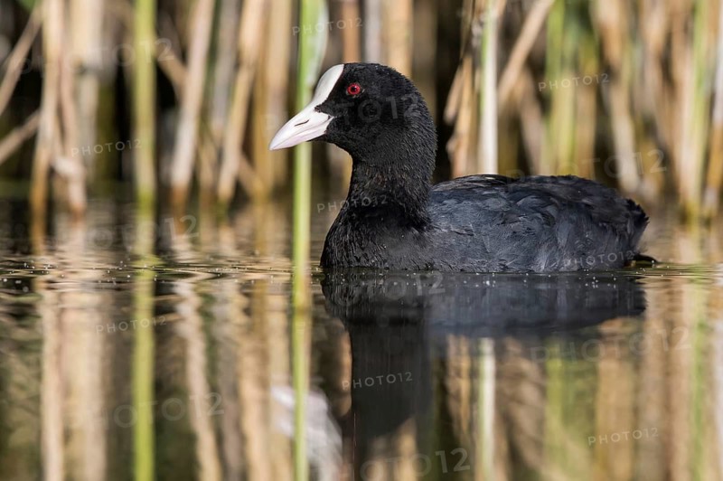 Eurasian Coot (Fulica atra), Mecklenburg-Western Pomerania, Germany