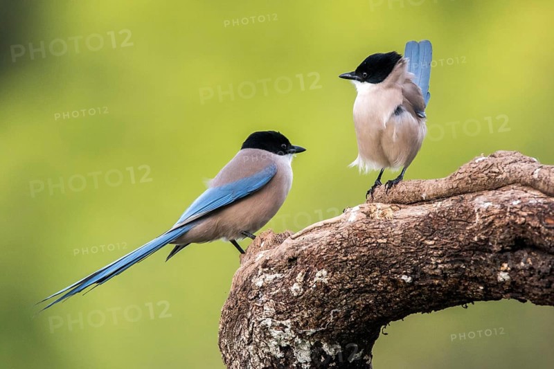 Iberian Magpie (Cyanopica cooki), Andalusia, Spain