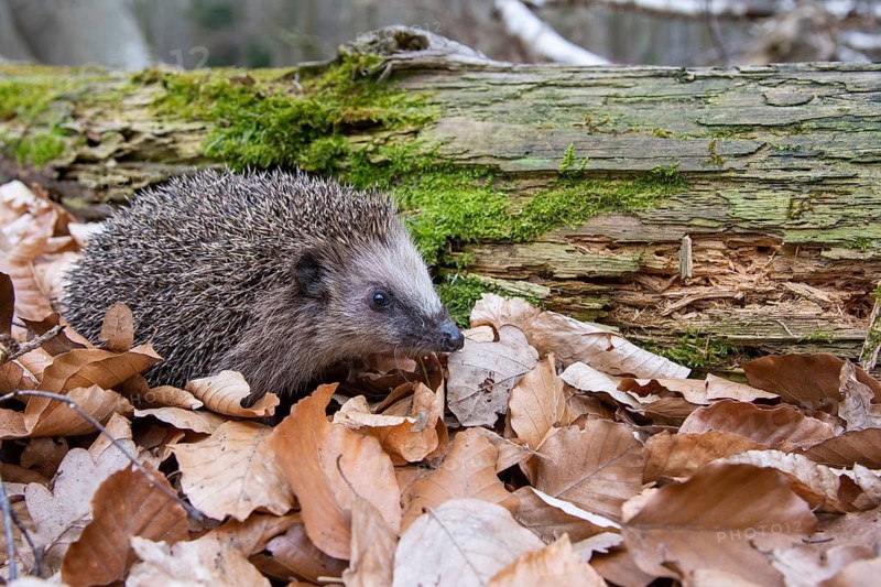 Hedgehog (Erinaceidae) on the forest floor looking for winter quarters, Cloppenburg, Lower Saxony, Germany