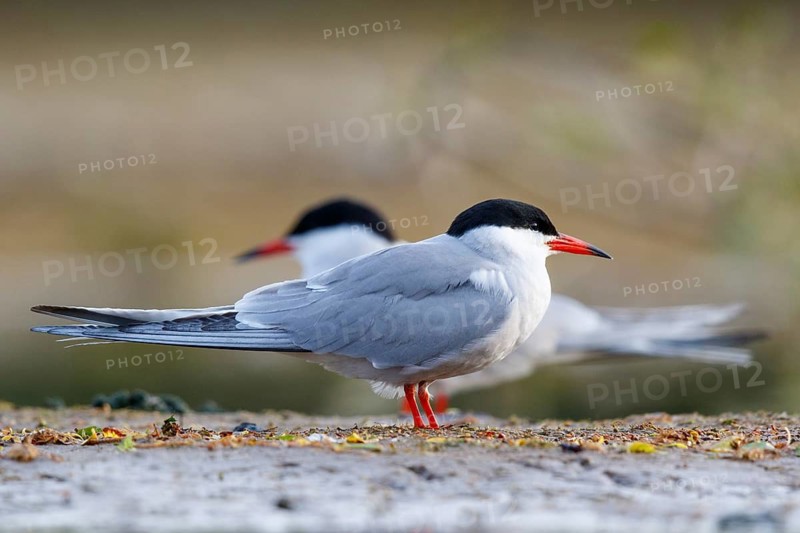 Common Tern (Sterna hirundo), North Rhine-Westphalia, Germany
