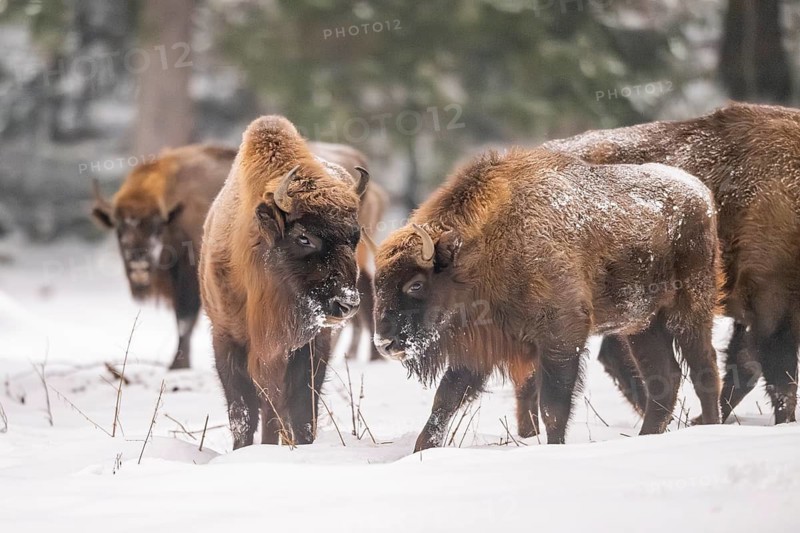 European bison (Bison bonasus) or Wisent standing on a meadow next to the forest in winter, snow, Bavaria, Germany