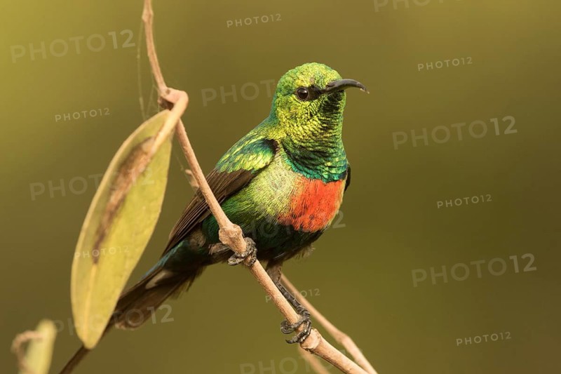 Beautiful Sunbird (Cinnyris pulchellus) male, Gambia