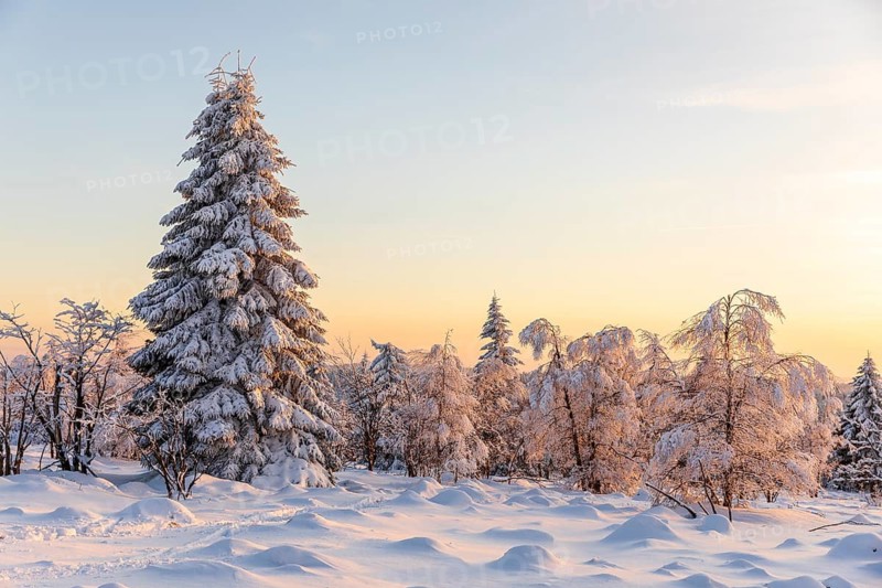 Winter landscape with snow-covered trees and branches covered with hoarfrost on the Erzgebirgskridge at sunset, Zinnwald-Georgenfeld, Altenberg, Osterzgebirge, Saxony, Germany