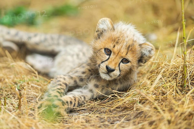 Cheetah (Acinonyx jubatus) youngster lying on a meadow, captive, occurrence Africa