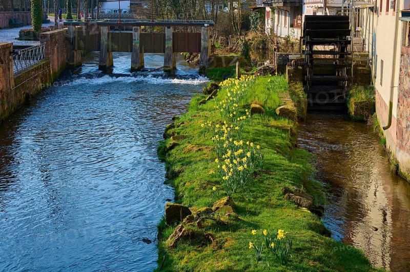 A river with a mill wheel and daffodils on a green hill, Mümling, Erbach, Odenwald, South Hesse, Hesse, Germany