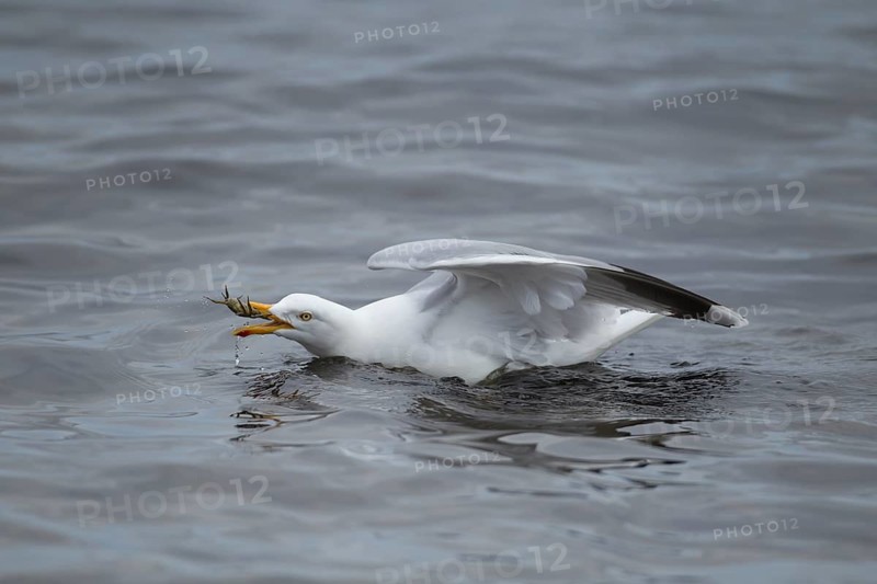 Herring gull (Larus argentatus) adult seagull bird feeding on a crab in the sea, Scotland, United Kingdom