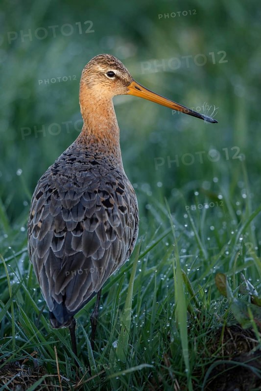 Black-tailed Godwit (Limosa limosa), Netherlands