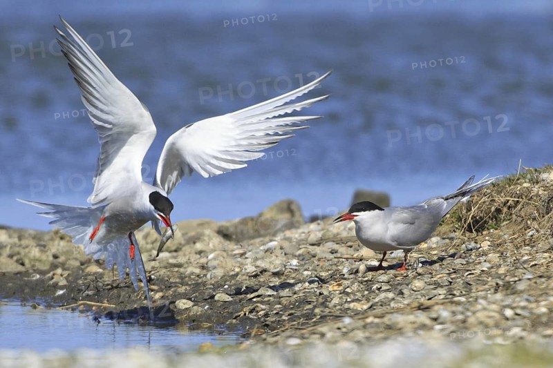 Common Tern (Sterna hirundo) flying, Texel, Netherlands