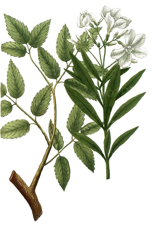 Botany, plants, a. nepluriticum, bois nephretique, semolina wood, b. nerium flore albo, laurie rose, rose laurel