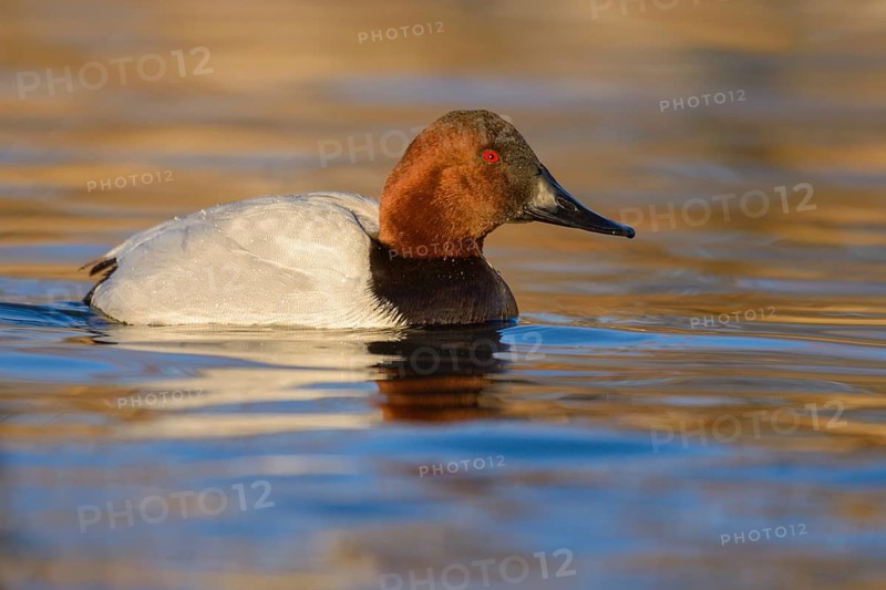 Canvasback (Aythya valisineria) male, Arizona, USA