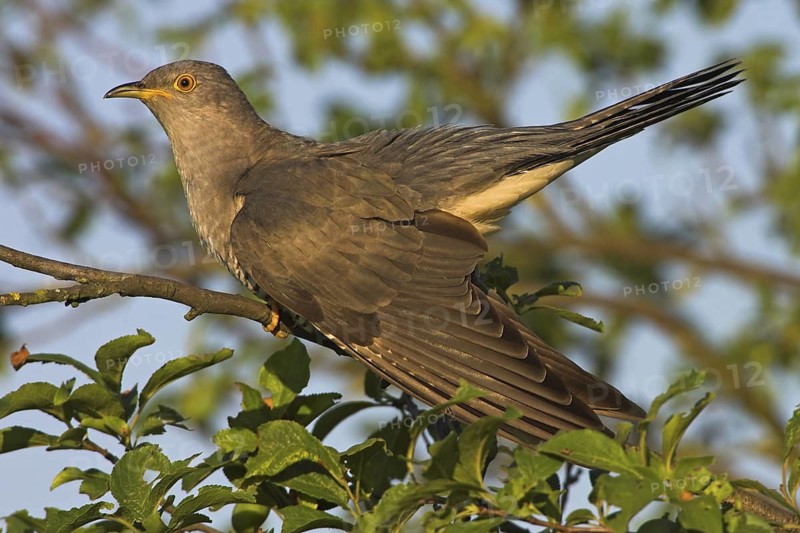 Common Cuckoo (Cuculus canorus) male, Rhineland-Palatinate, Germany
