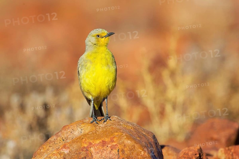 Gibberbird (Ashbyia lovensis) perched on stony ground, South Australia, Australia