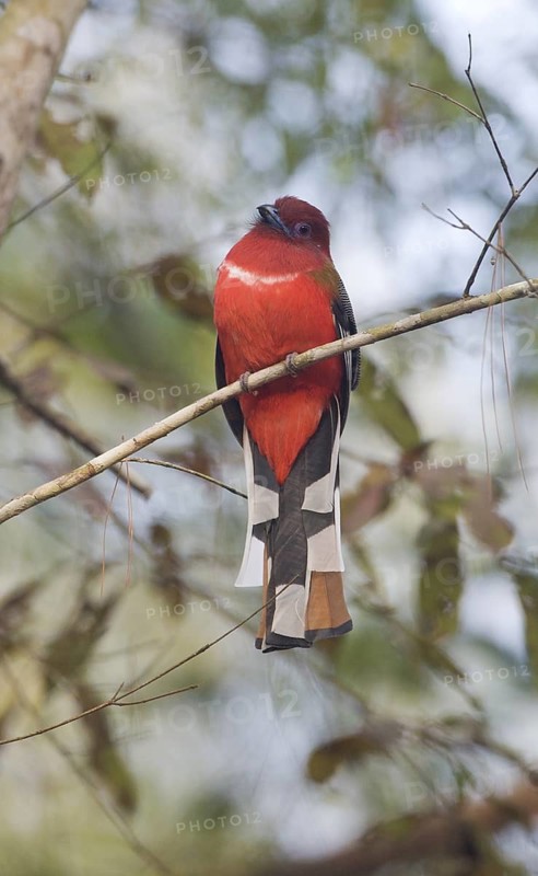 Red-headed Trogon (Harpactes erythrocephalus) male, Petchabun, Thailand