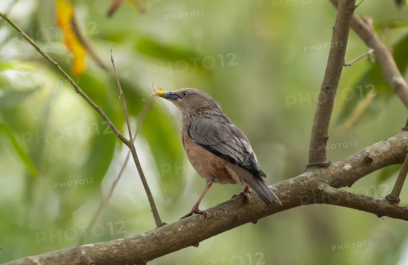 A chestnut-tailed starling (Sturnia malabarica) on tree branch, Sreepur, Gazipur, Bangladesh