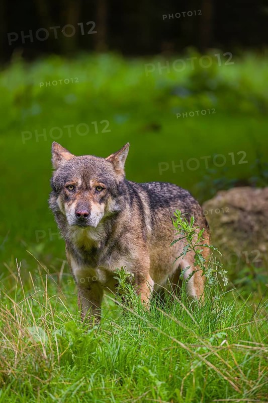 An adult male eurasian gray wolf (Canis lupus lupus) stands at the edge of the forest and watches something
