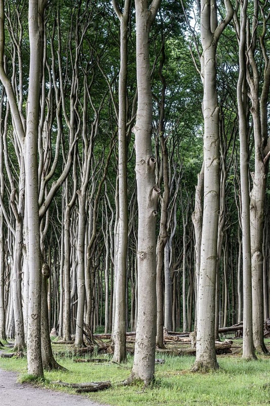 Beech forest (Fagus sylvatica), Ghost Forest Nienhagen, Mecklenburg-Western Pomerania, Germany