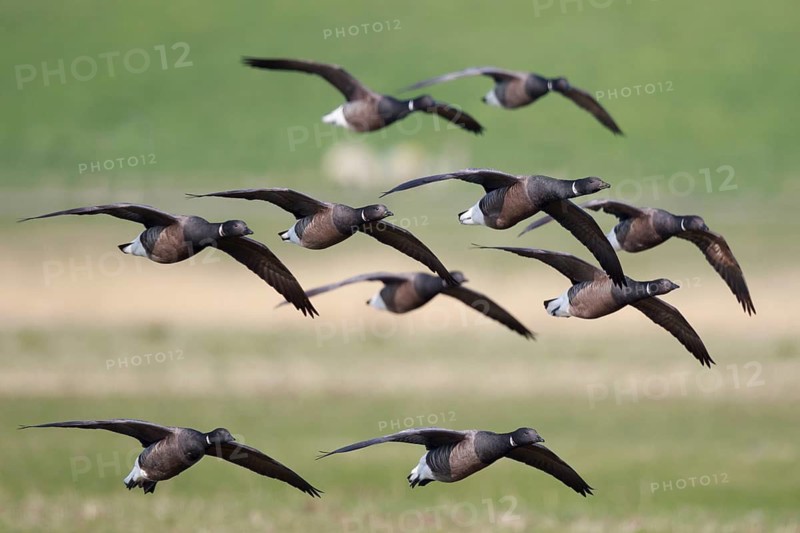 Brant Goose (Branta bernicla) group flying, Netherlands