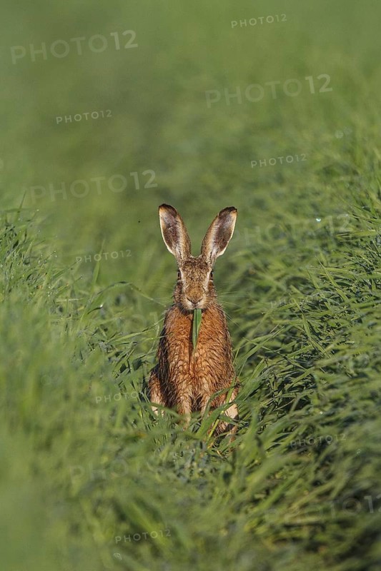 European Hare (Lepus europaeus) adult foraging, North Rhine-Westphalia, Germany