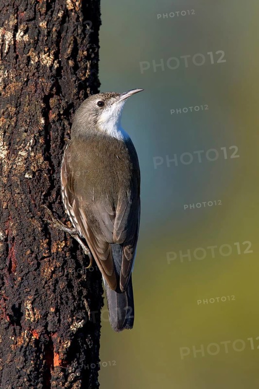 White-throated Treecreeper (Cormobates leucophaea) male, Victoria, Australia
