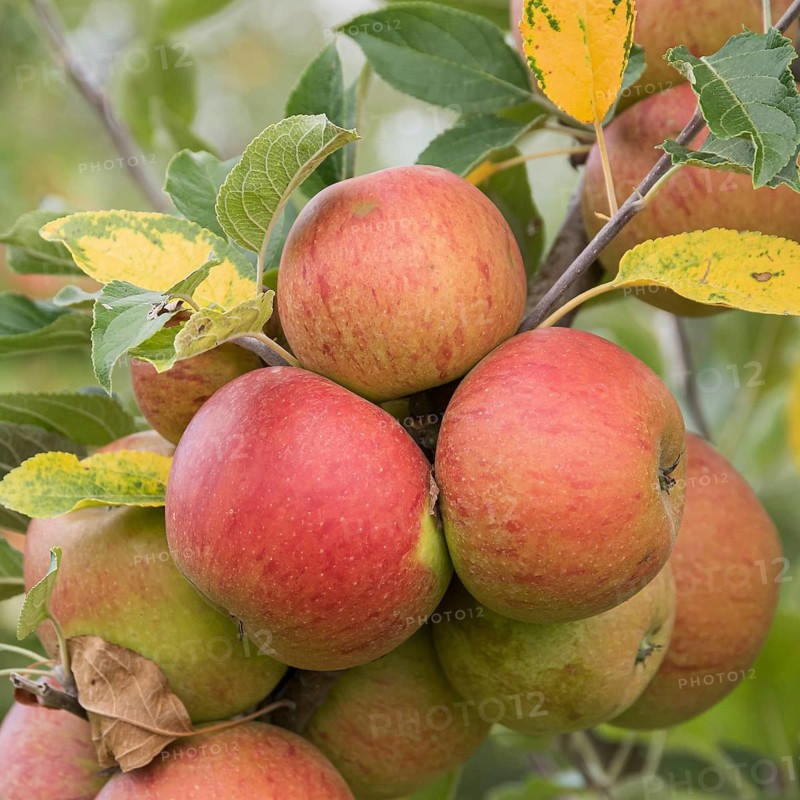 Apple (Malus domestica 'Cox's Orange'),  Germany