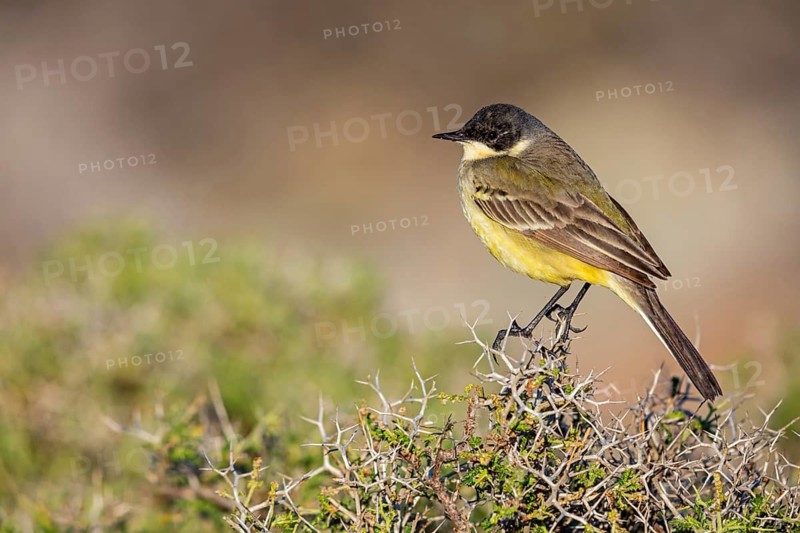 Black-headed Yellow Wagtail, Black-headed Wagtail, Motacilla flava feldegg, Motacilla feldegg, Bergeronnnette à tête noire, Lavandera Boyera Balcánica Lesbos, Greece