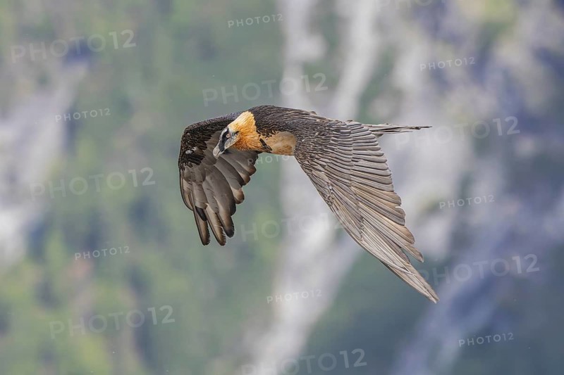 Bearded Vulture (Gypaetus barbatus) flying, Italy