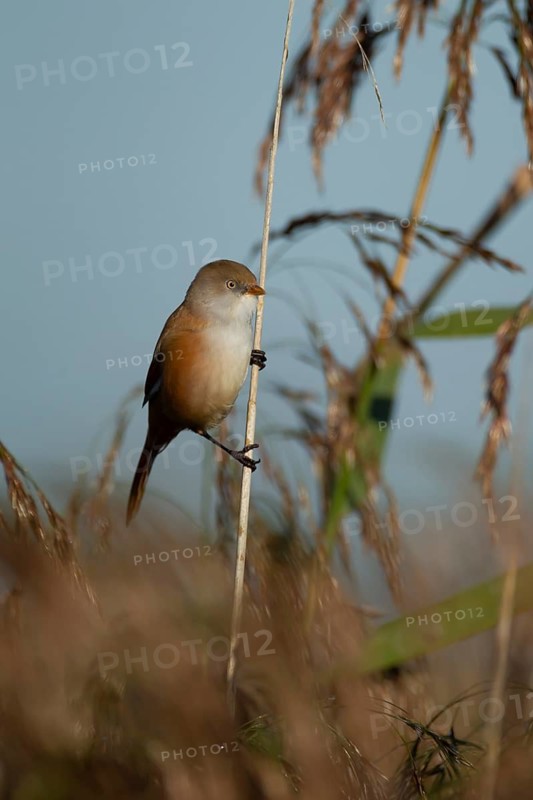 Bearded tit or reedling (Panurus biarmicus) adult female bird on a reed stem in a reedbed, England, United Kingdom