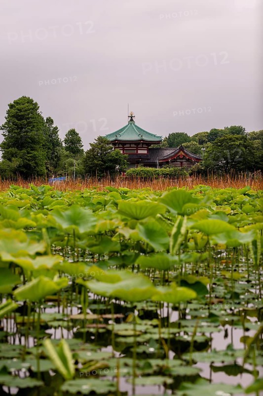 A scenic view of a traditional Japanese temple in Ueno Onshi Park, Tokyo, Japan, framed by lush green lotus leaves under an overcast sky, showcasing natural beauty and tranquility