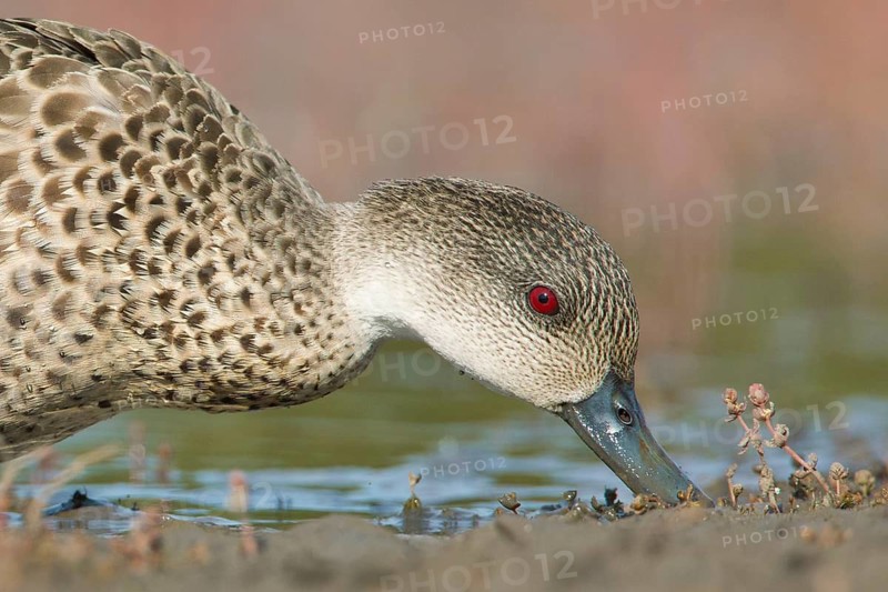 Grey Teal (Anas gracilis) feeding, Victoria, Australia
