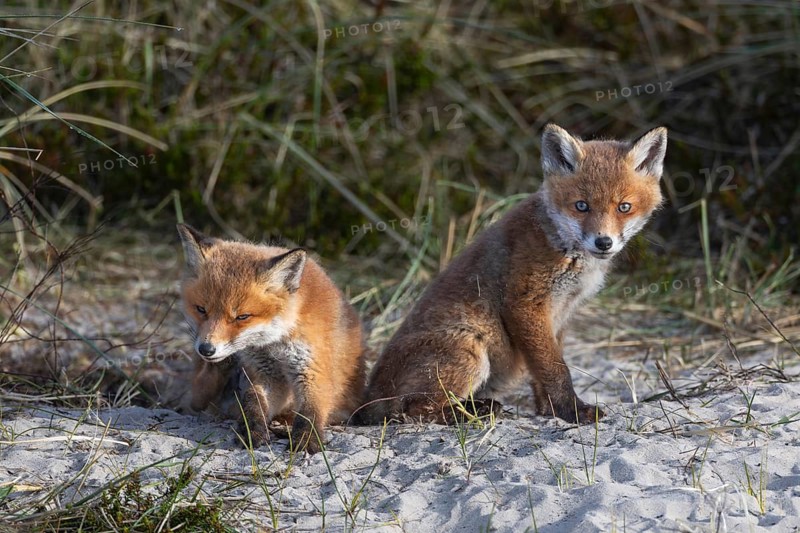 At this age, red fox pups (Vulpes vulpes) often stay close to the burrow entrances, as they get older they become more adventurous and explore the more distant surroundings, rearing pups, animal pups, cute, playful, wrestling, May, Denmark