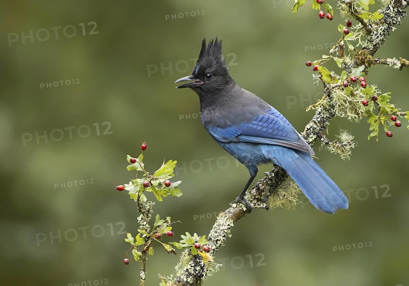 Steller's Jay (Cyanocitta stelleri) singing, British Columbia, Canada