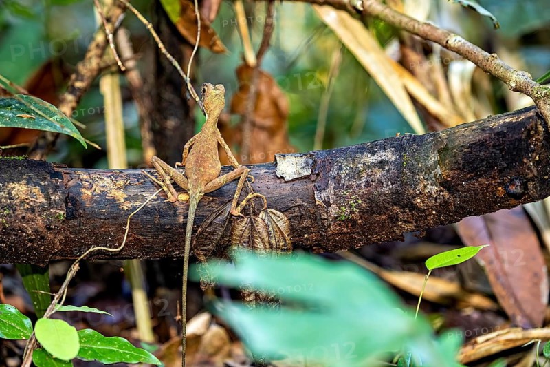 A lizard sits on a branch in the dense, green forest, surrounded by leaves and vegetation, an earless agama (Aphaniotis fusca) in the jungle of Ratnapura in Sri Lanka