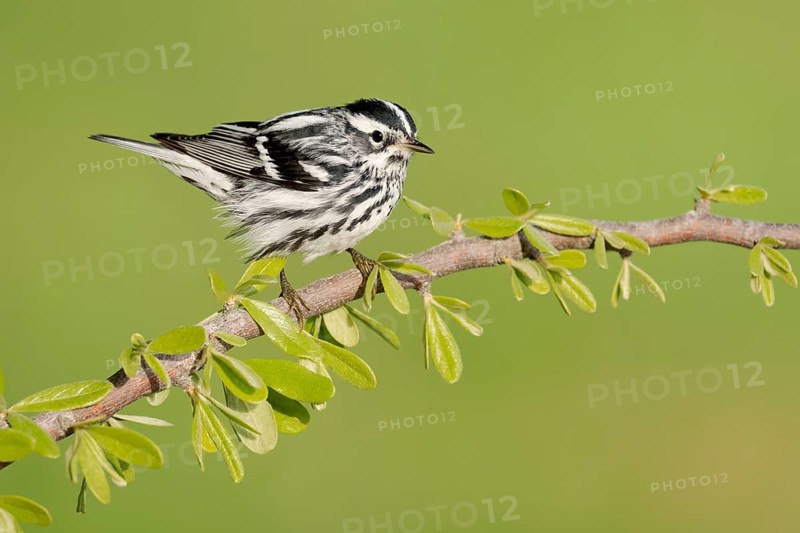 Black-and-white Warbler (Mniotilta varia) perched on a branch, Texas, USA