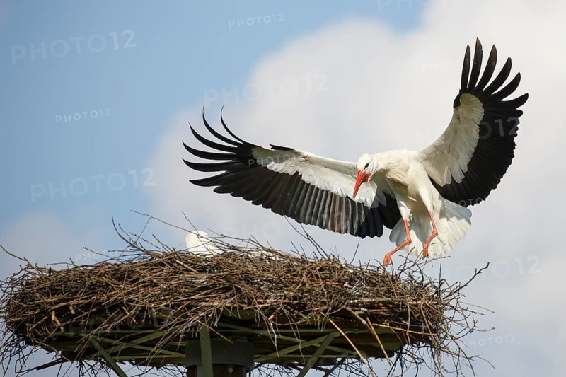 White Stork (Ciconia ciconia) landing on nest, North Rhine-Westphalia, Germany