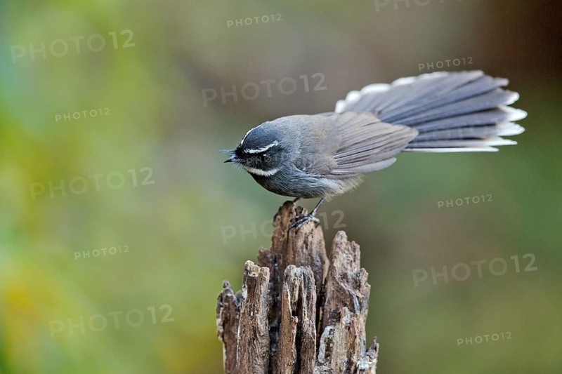 White-throated Fantail (Rhipidura albicollis), Yunnan, China