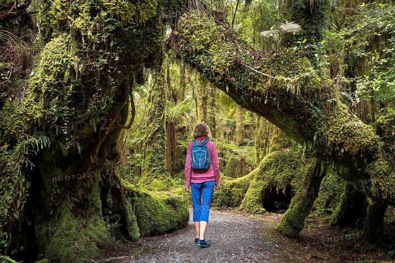 Female hiker on hiking trail through wooded landscape with mossy trees. Minnehaha Walk, Fox Glacier Area, Westland Tai Poutini National Park, West Coast, South Island, New Zealand