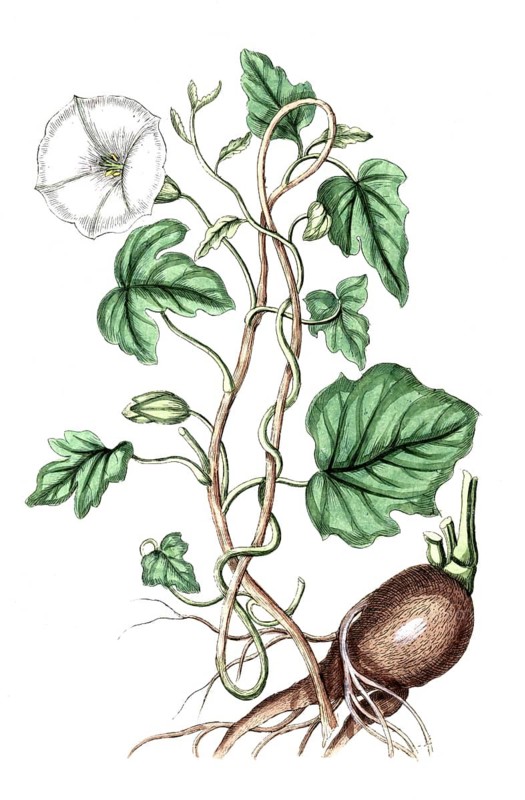 Ipomoea purga, syn. Exogonium purga, Convolvulus purga, also known as Mexican purging bindweed due to its laxative effect, Convolvulus fallappa, jalape, digital reproduction of a historical original, between 1790 and 1810