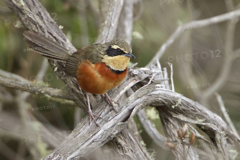 Olive-crowned Crescent-chest (Melanopareia maximiliani) perched on a branch in Bolivia, South America
