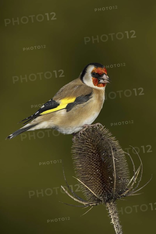 European Goldfinch (Carduelis carduelis), Wales, United Kingdom
