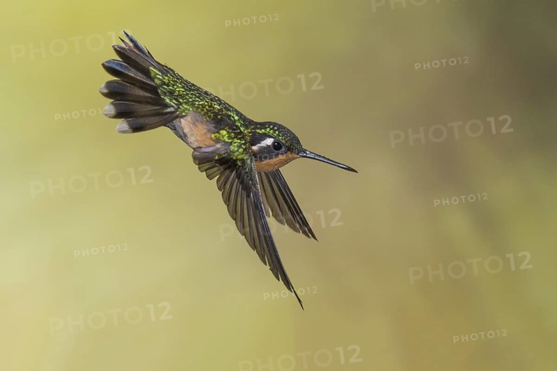 Purple-throated Mountaingem (Lampornis calolaemus) female flying, Costa Rica