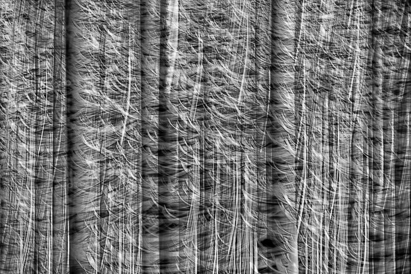 Atmospheric forest, abstract structures, wiping effect, bulb exposure
