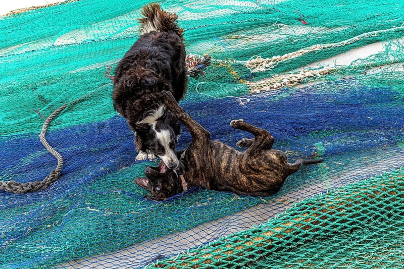 Playful dogs fight on fishermen's nets in the port of Cala Figuera, Majorca, Spain